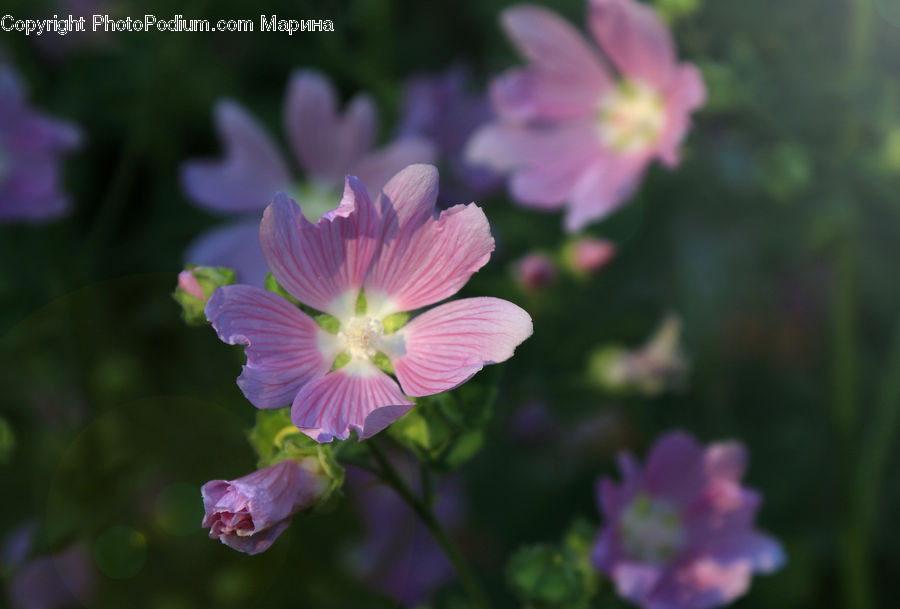 People, Person, Human, Blossom, Flora, Flower, Geranium