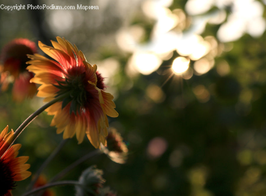 Blossom, Flora, Flower, Petal, Plant, Dahlia, Daisies