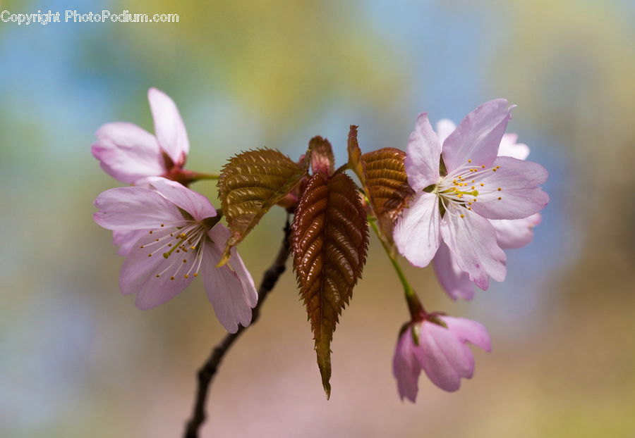 Blossom, Flora, Flower, Plant, Fern, Cherry Blossom, Geranium
