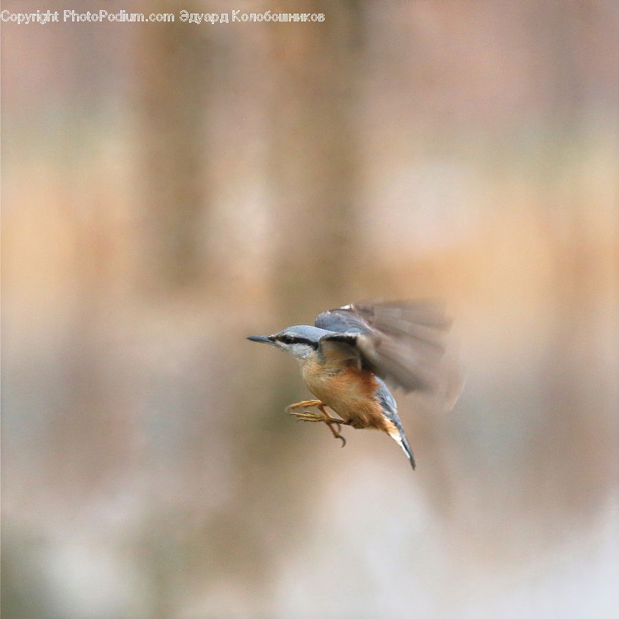 Bird, Blue Jay, Bluebird, Jay, Wren