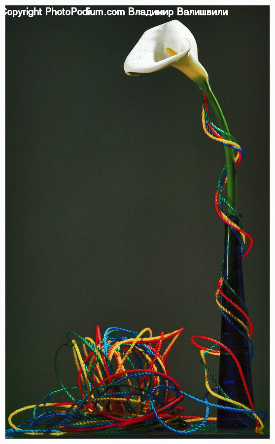Flower Arrangement, Ikebana, Plant, Potted Plant, Vase, Wiring, Anthurium