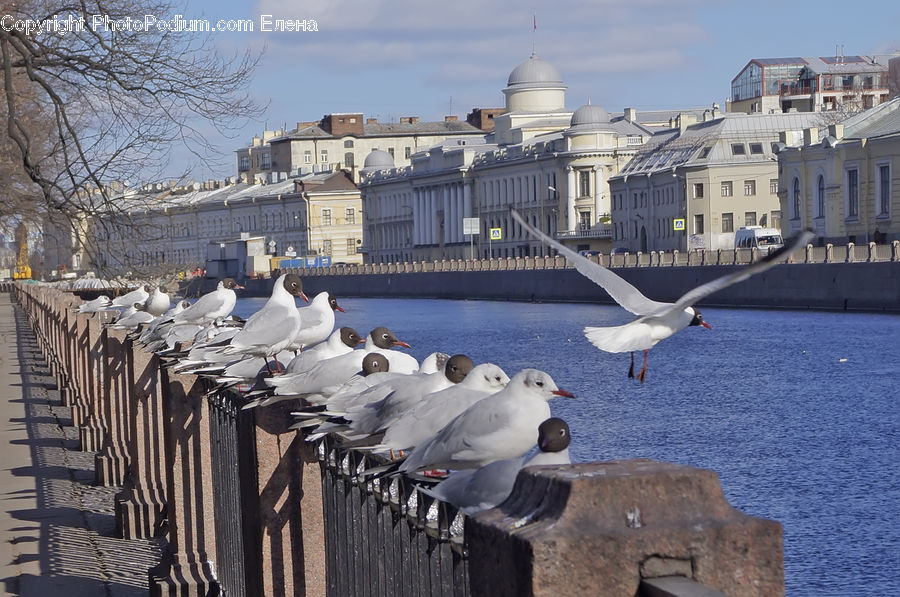 Bird, Seagull, Dove, Pigeon, Goose, Waterfowl, Swan