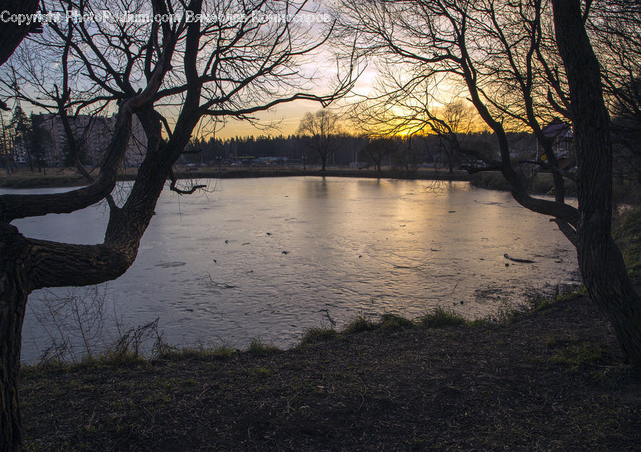 Park Bench, Park, Plant, Tree, Flood, Oak, Wood