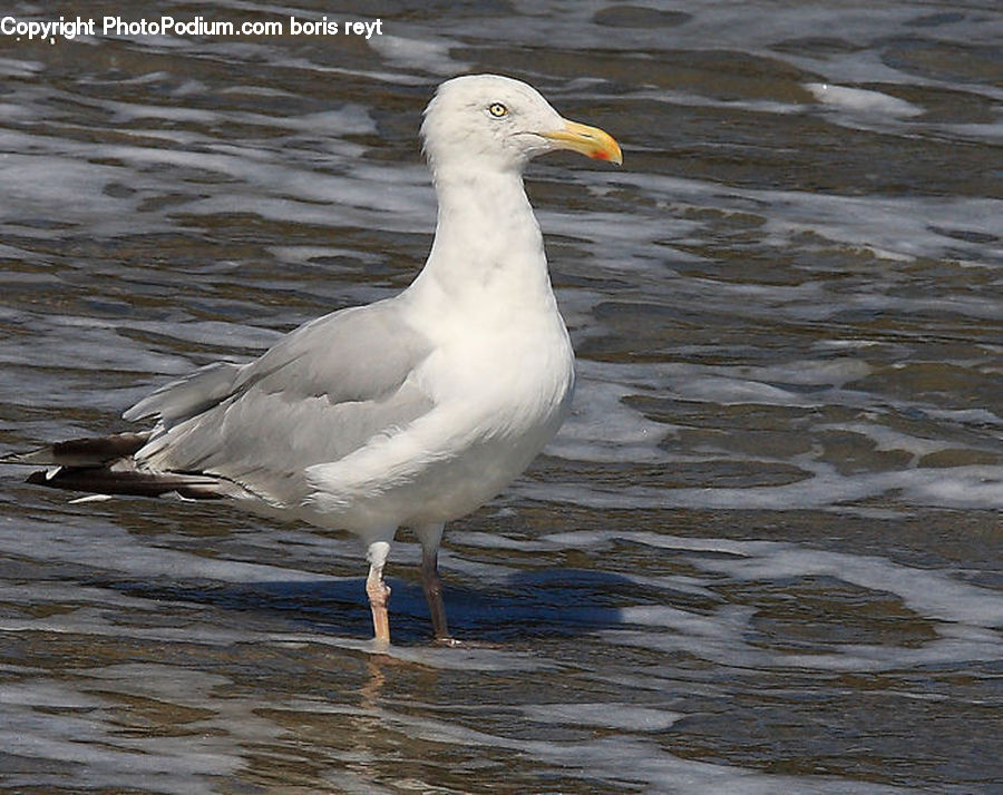 Bird, Seagull, Goose, Waterfowl, Pelican, Beak, Kite Bird