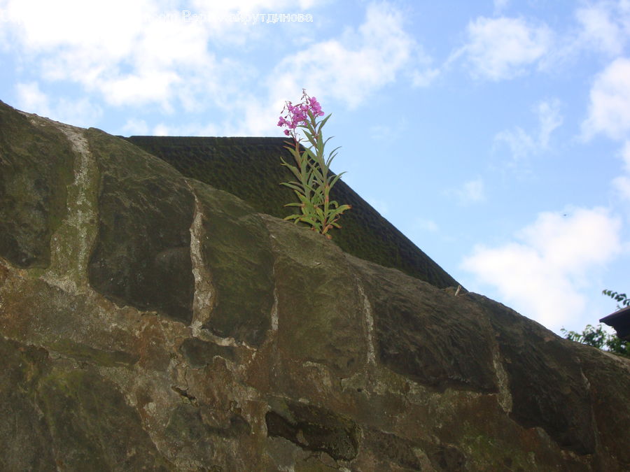 Cliff, Outdoors, Crest, Mountain, Peak, Plant, Bush