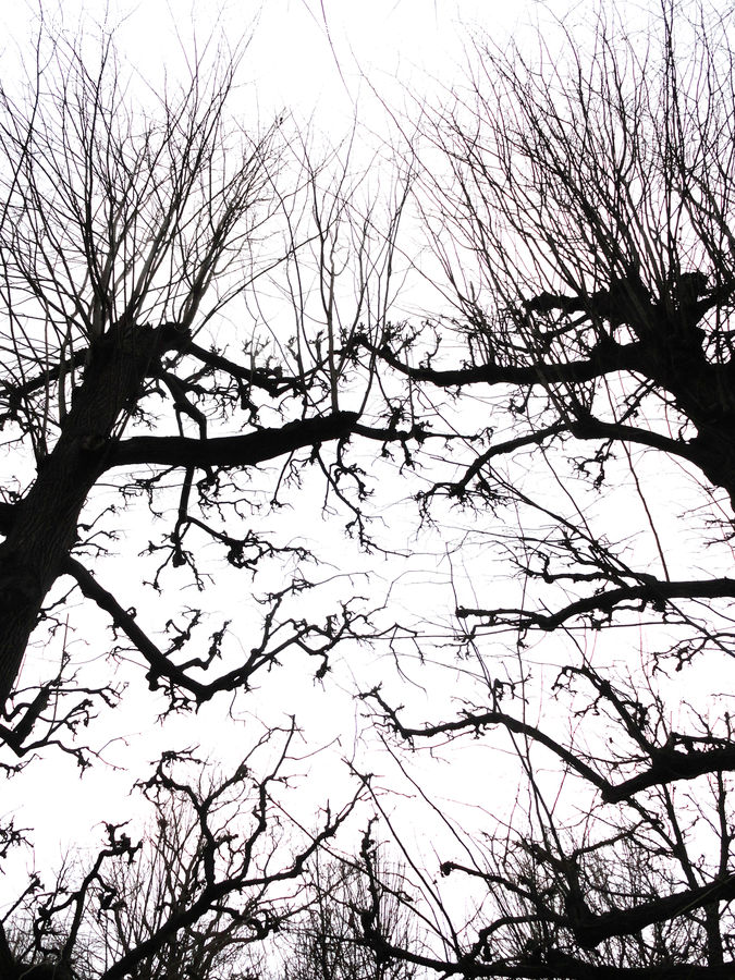 Silhouette, Plant, Tree, Oak, Wood, Forest, Vegetation