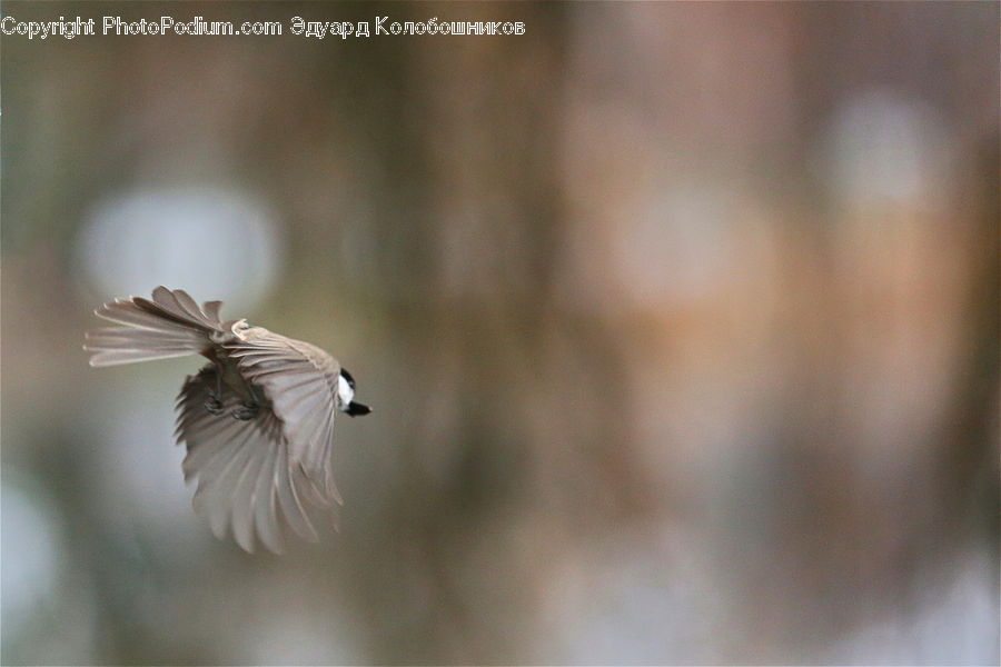 Bird, Dove, Pigeon, Grouse, Ptarmigan, Crane Bird, Heron