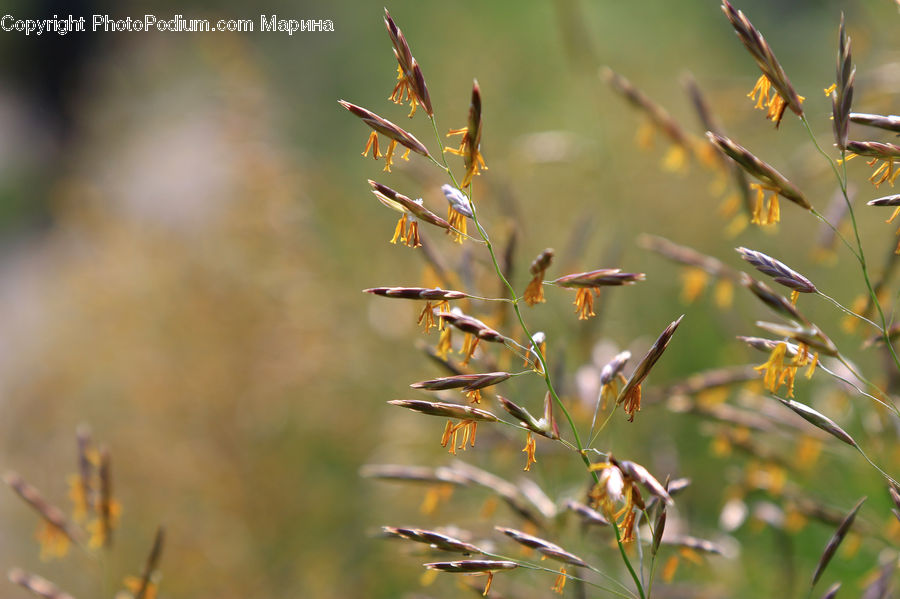 Field, Grass, Grassland, Plant, Weed, Reed, Aquilegia