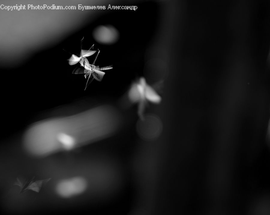 Anisoptera, Dragonfly, Insect, Invertebrate, Mosquito, Bling, Accessories