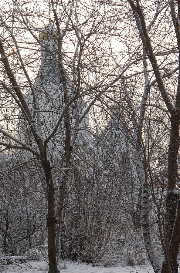 Birch, Tree, Wood, Landscape, Nature, Scenery, Forest