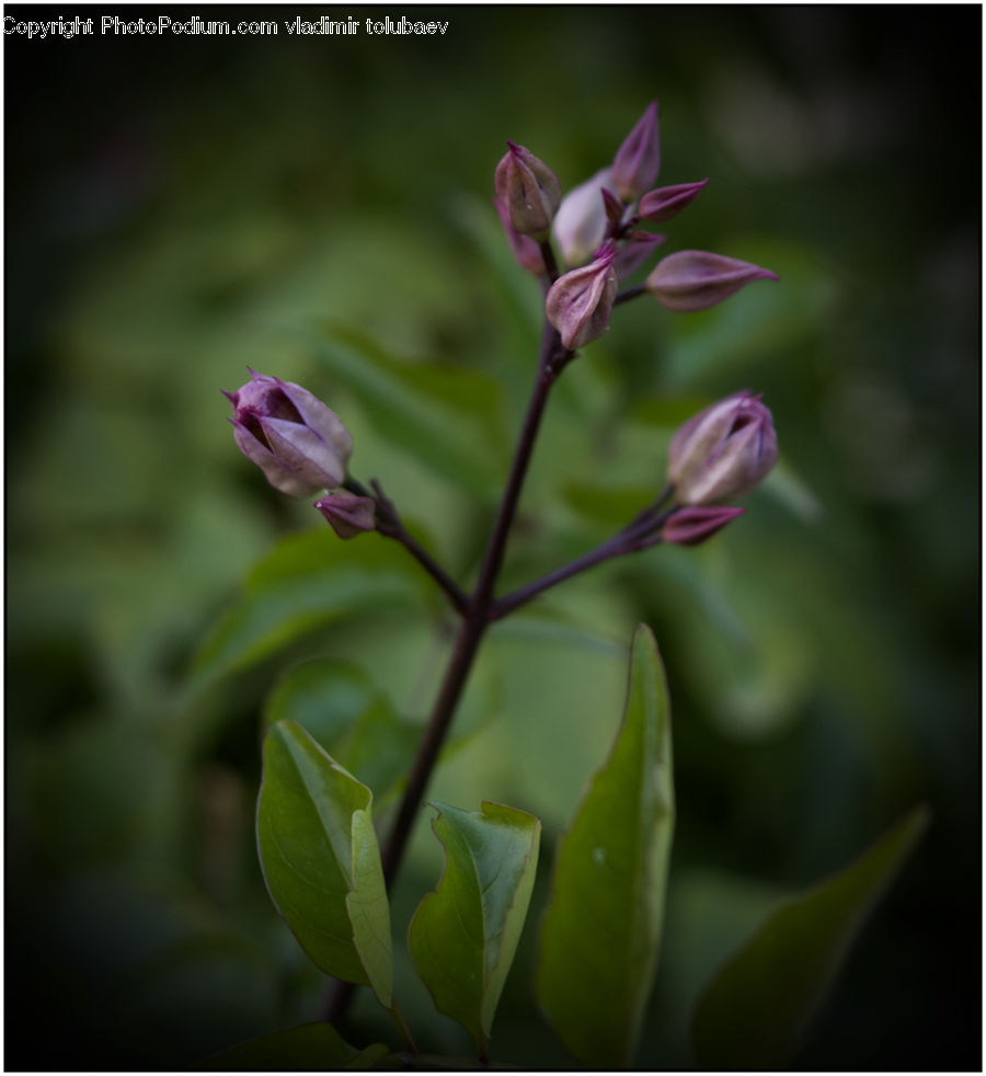 Bud, Plant, Flora, Flower, Gladiolus, Blossom, Geranium