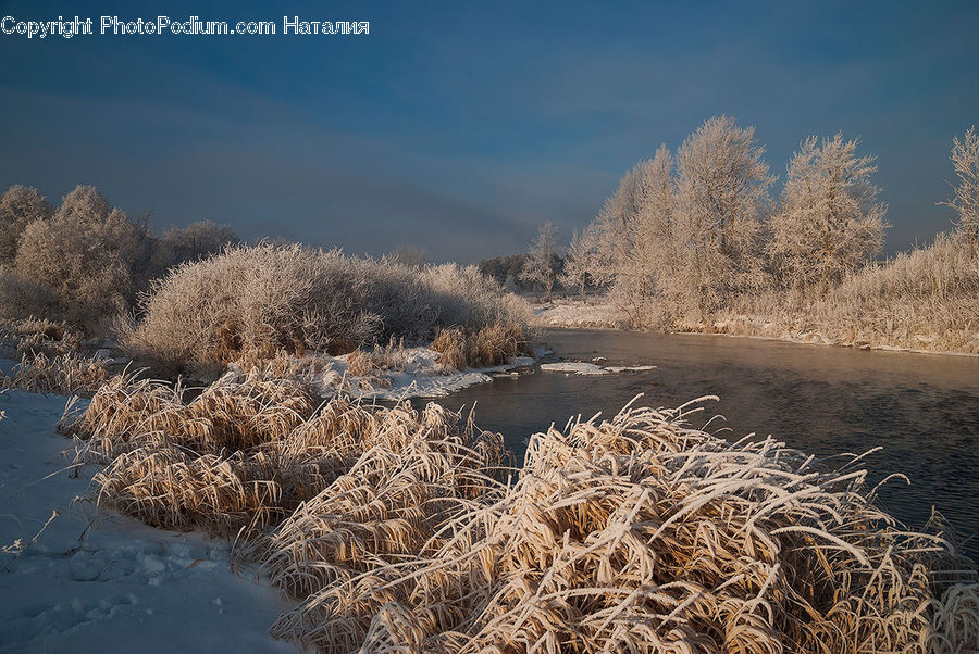 Frost, Ice, Outdoors, Snow, Conifer, Fir, Plant
