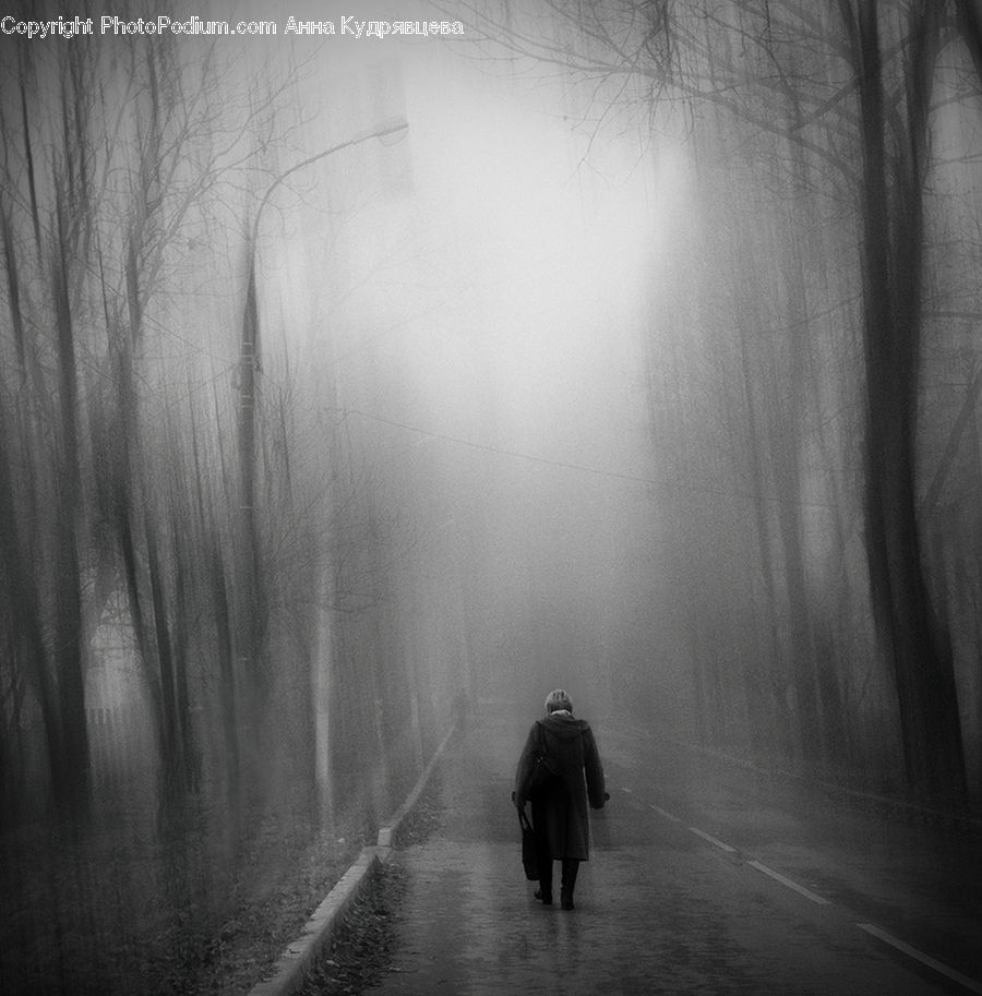 Fog, Mist, Outdoors, Path, Trail, Forest, Vegetation