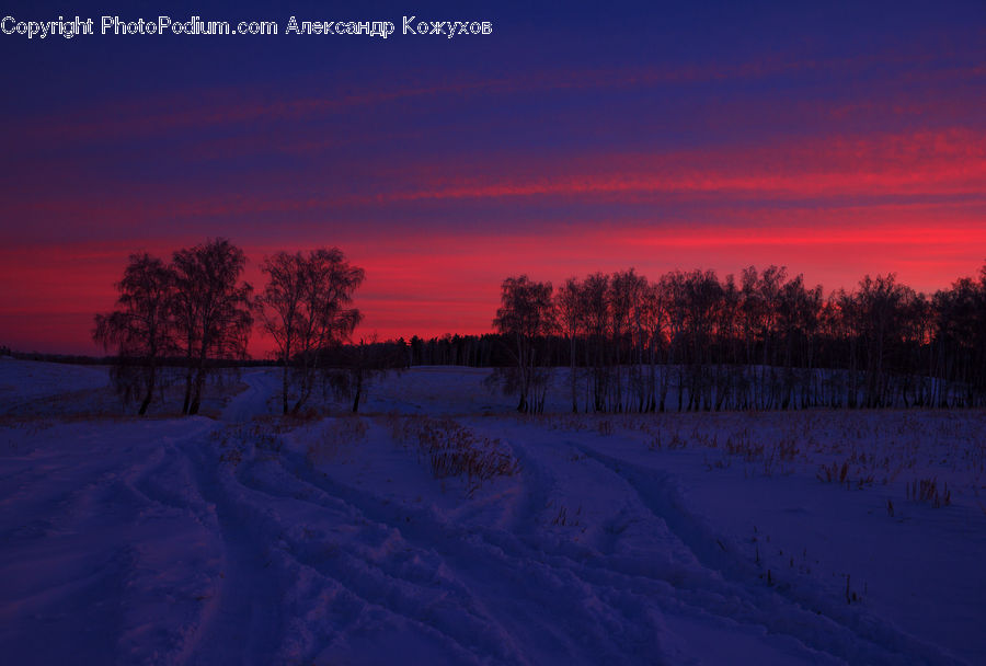 Dawn, Dusk, Red Sky, Sky, Sunrise, Sunset, Plant