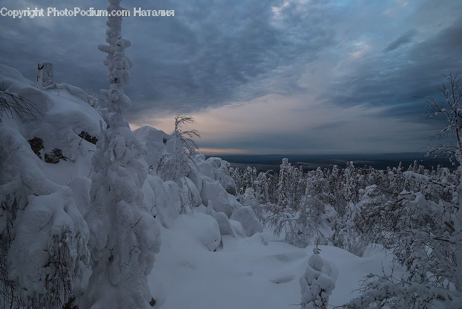 Conifer, Fir, Pine, Spruce, Wood, Ice, Outdoors
