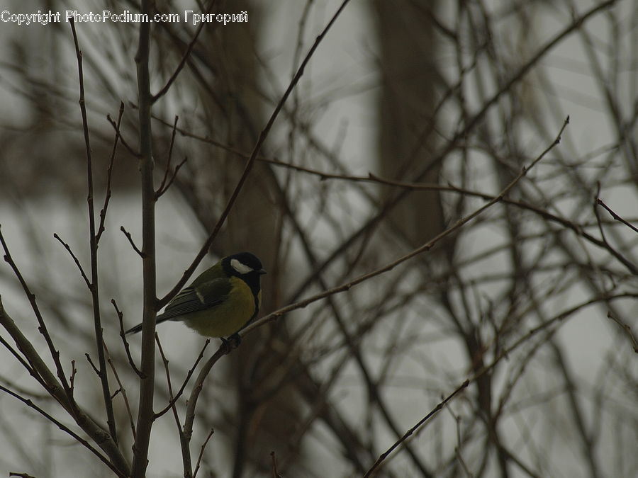 Bird, Blackbird, Bee Eater, Finch