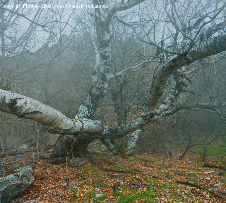 Birch, Tree, Wood, Forest, Grove, Land, Vegetation