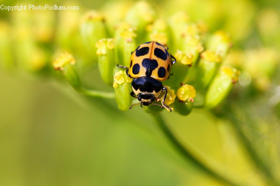 Bee, Hornet, Insect, Invertebrate, Wasp, Arachnid, Garden Spider