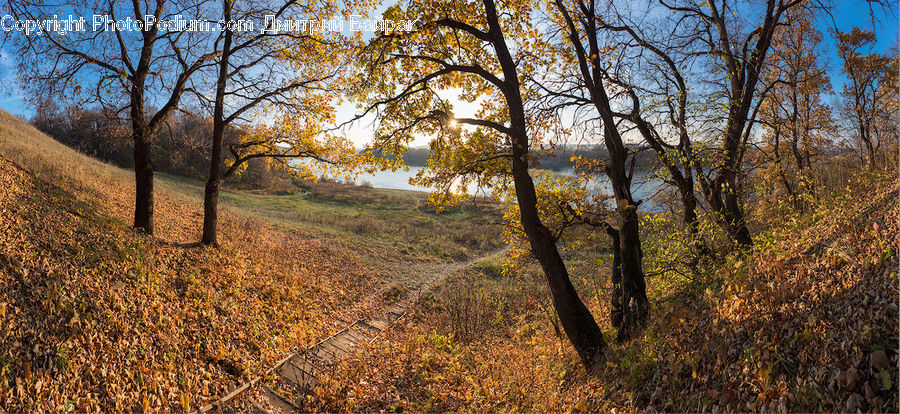 Dirt Road, Gravel, Road, Plant, Tree, Field, Grass