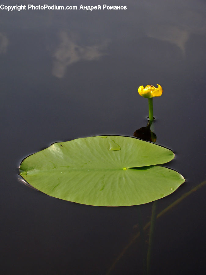 Flower, Lily, Plant, Pond Lily, Flower Arrangement, Ikebana, Potted Plant