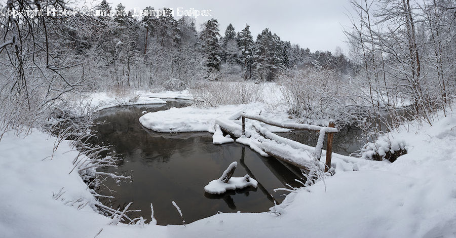 Ice, Outdoors, Snow, Forest, Vegetation, Grove, Land