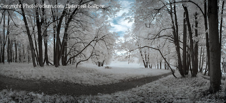 Birch, Tree, Wood, Forest, Vegetation, Frost, Ice
