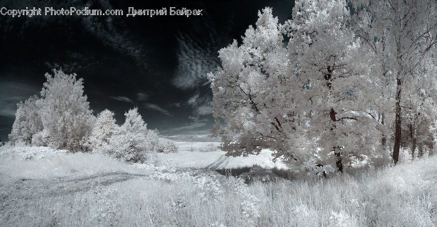 Frost, Ice, Outdoors, Snow, Bush, Plant, Vegetation