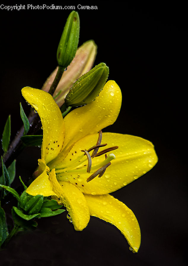 Flora, Flower, Lily, Plant, Blossom, Daisies, Daisy
