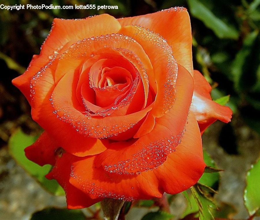 Blossom, Flower, Plant, Rose, Amaryllis, Flora, Poppy