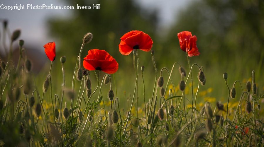 Blossom, Flora, Flower, Plant, Poppy, Thistle, Weed