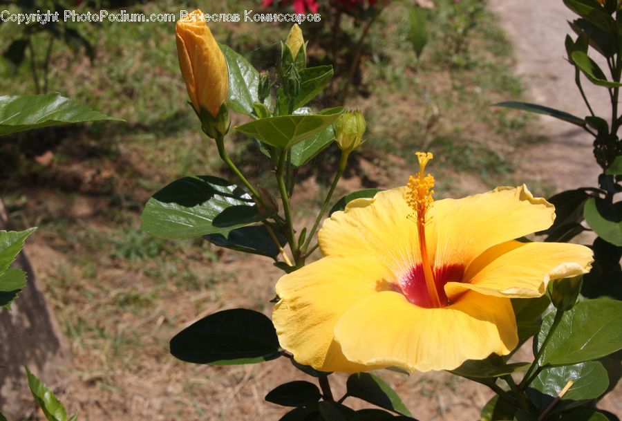 Flower Arrangement, Ikebana, Plant, Potted Plant, Vase, Bud, Flora