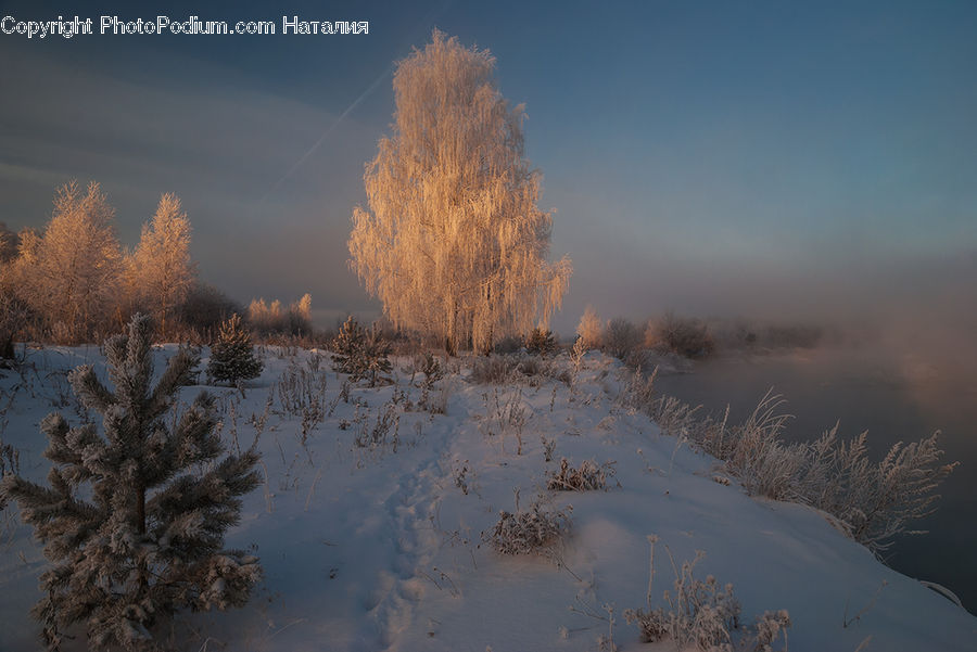 Frost, Ice, Outdoors, Snow, Conifer, Fir, Plant