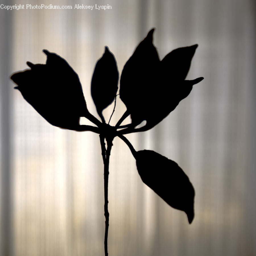 Bird, Blackbird, Crow, Silhouette, Cosmos, Blossom, Flora