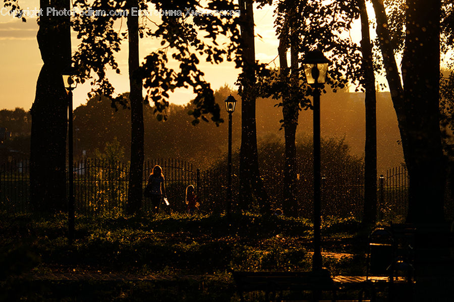 Dawn, Dusk, Sky, Sunrise, Sunset, Forest, Vegetation