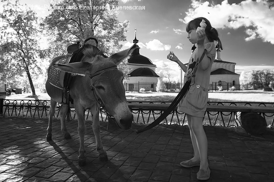 People, Person, Human, Animal, Horse, Mammal, Bench
