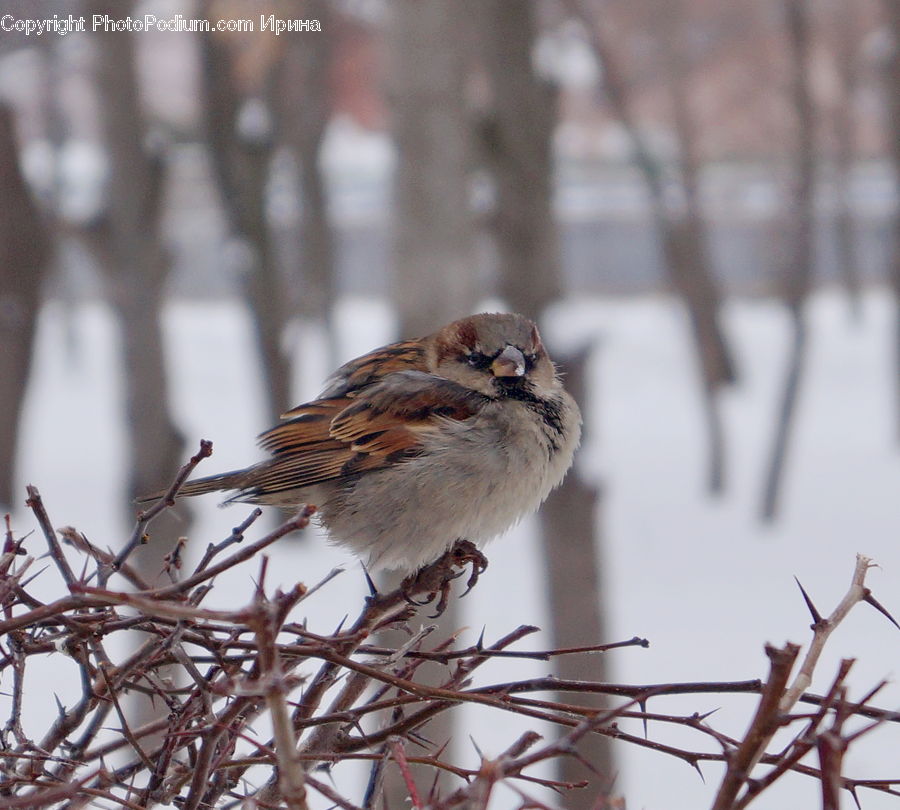 Bird, Sparrow, Finch, Plant, Field, Grass, Grassland