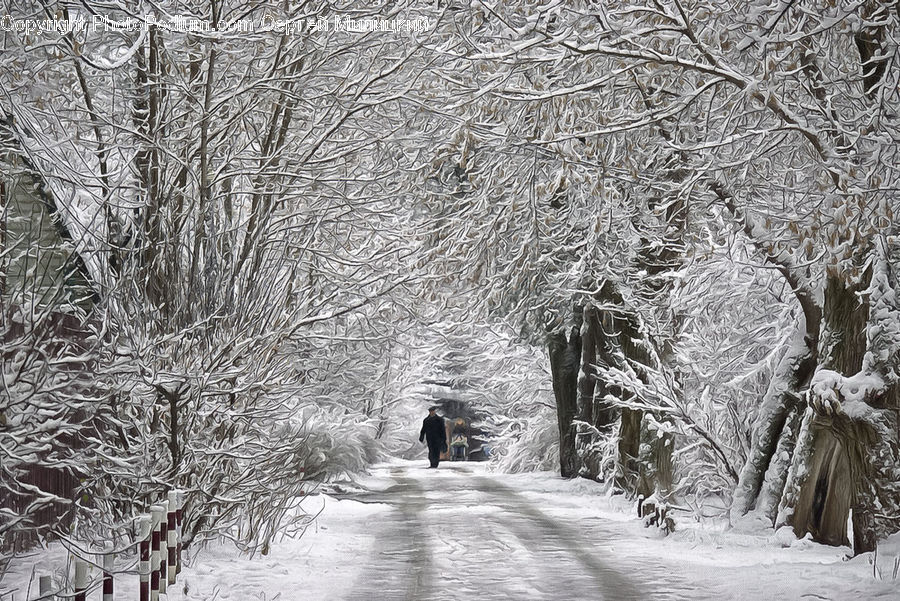 Ice, Outdoors, Snow, Path, Trail, Forest, Grove
