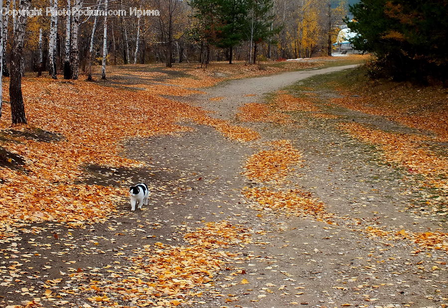 Dirt Road, Gravel, Road, Animal, Bulldog, Canine, Dog