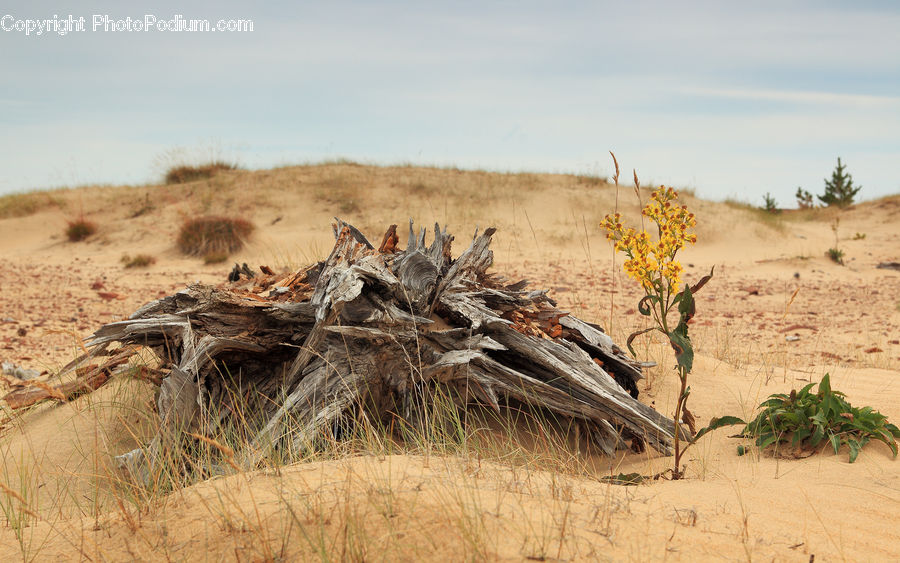 Desert, Outdoors, Sand, Soil, Plant, Flower Arrangement, Ikebana