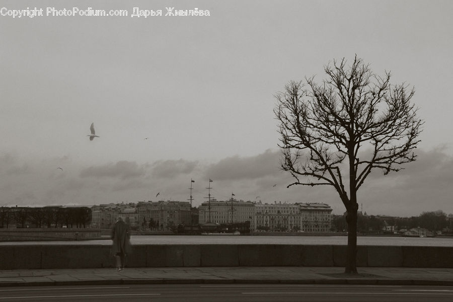 Plant, Tree, Oak, Wood, Silhouette, Road, Building