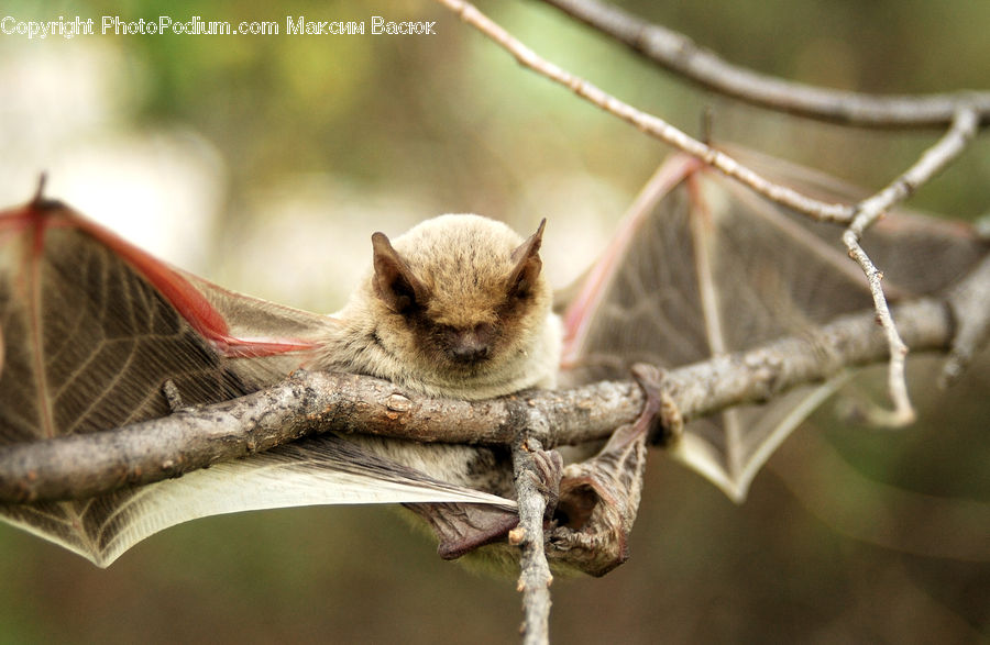 Animal, Bat, Racket