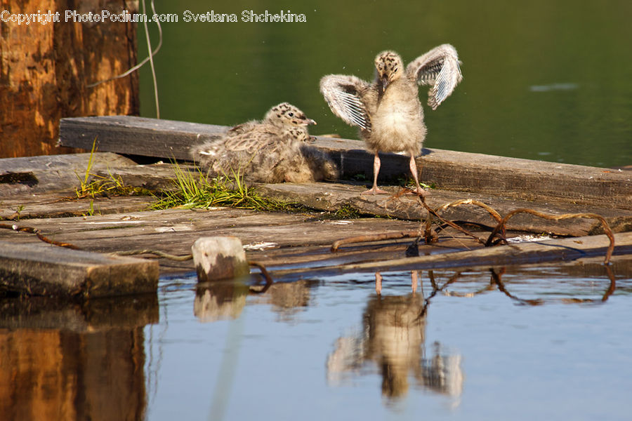 Animal, Mammal, Otter, Bird, Grouse, Waterfowl, Owl