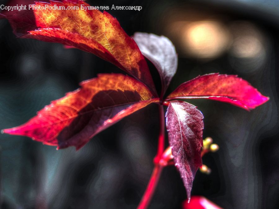 Blossom, Flora, Flower, Geranium, Plant, Bud, Maple