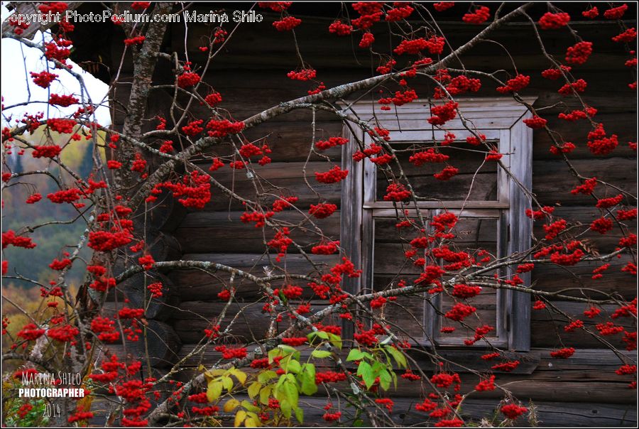 Ivy, Plant, Vine, Bush, Vegetation, Blossom, Flora