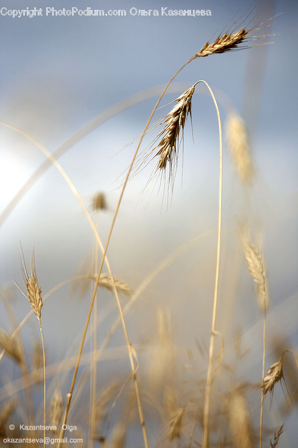 Field, Grass, Grassland, Plant, Grain, Wheat