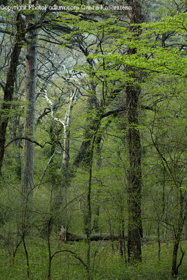 Conifer, Fir, Plant, Tree, Forest, Vegetation, Birch
