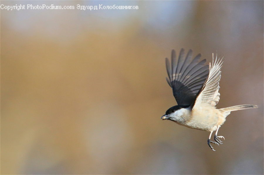 Bird, Blue Jay, Bluebird, Jay, Head, Portrait, Swallow
