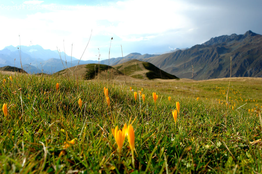 Field, Grass, Grassland, Land, Outdoors, Blossom, Crocus