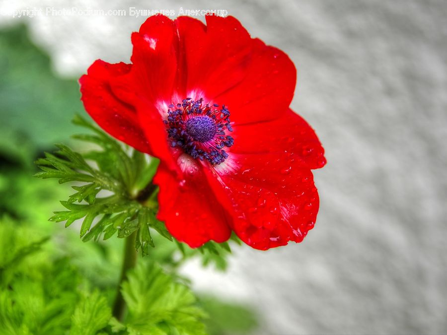 Blossom, Flora, Flower, Plant, Poppy, Geranium, Petal