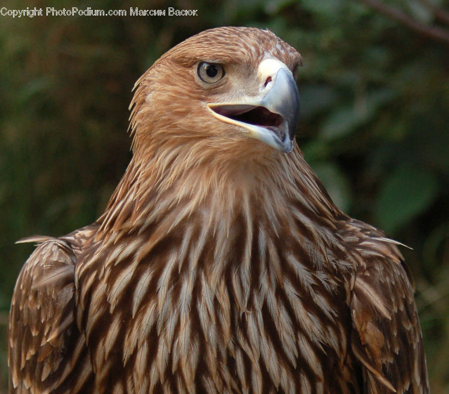 Bird, Eagle, Buzzard, Harrier, Hawk, Vulture, Beak